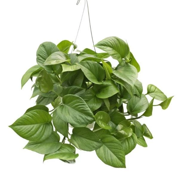 Garden Goods Direct Jade Pothos 1 Garden Goods Direct Jade Pothos
