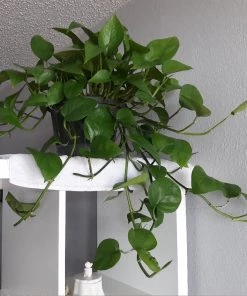 Garden Goods Direct Jade Pothos 5 Garden Goods Direct Jade Pothos