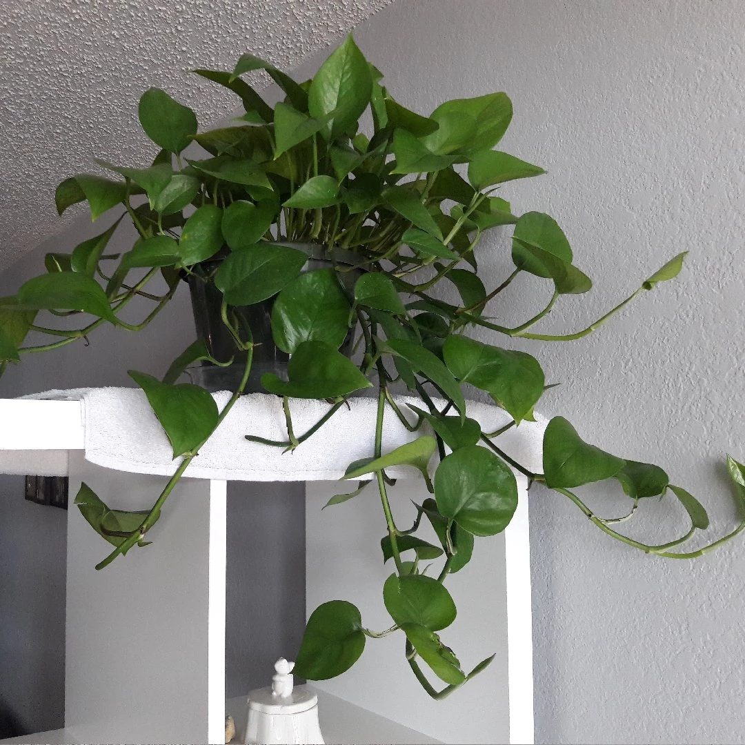 Garden Goods Direct Jade Pothos 3 Garden Goods Direct Jade Pothos
