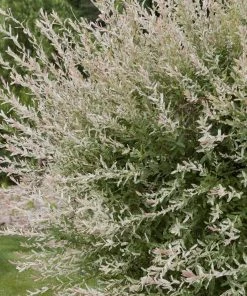 Garden Goods Direct Shrubs Dappled Willow