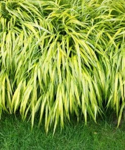 Garden Goods Direct Golden Japanese Forest Grass Perennials