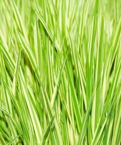 Garden Goods Direct Golden Japanese Forest Grass Perennials