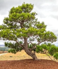 Garden Goods Direct Japanese Black Pine