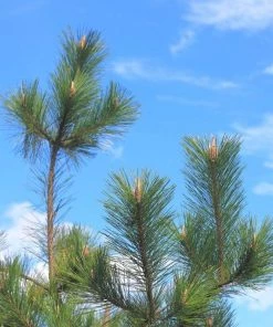 Garden Goods Direct Japanese Black Pine