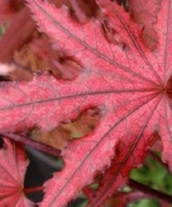 Garden Goods Direct Purple Ghost Japanese Maple Trees