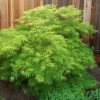 Garden Goods Direct Viridis Japanese Maple