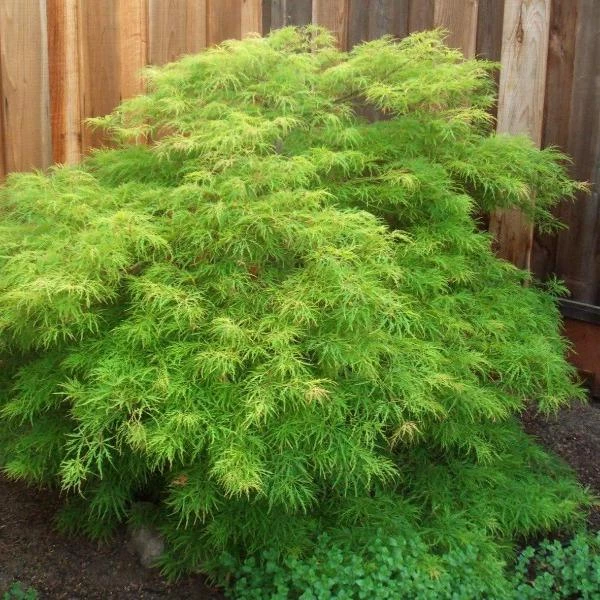 Garden Goods Direct Viridis Japanese Maple 1 Garden Goods Direct Viridis Japanese Maple