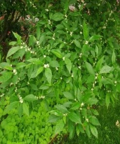 Garden Goods Direct Jim Dandy Winterberry Holly Shrubs