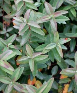 Garden Goods Direct Shrubs Hypericum Hidcote
