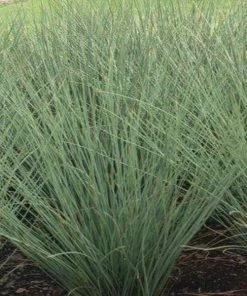 Garden Goods Direct Juncus Effusus Perennials