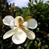 Garden Goods Direct Trees Magnolia Bracken's Brown Beauty