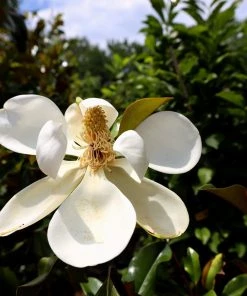 Garden Goods Direct Trees Magnolia Bracken's Brown Beauty