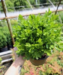 Garden Goods Direct Dwarf English Boxwood Shrubs