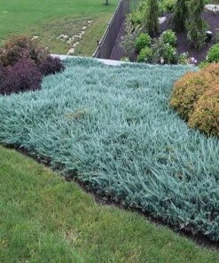 Garden Goods Direct Shrubs Blue Chip Juniper