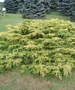 Garden Goods Direct Gold Lace Juniper Shrubs