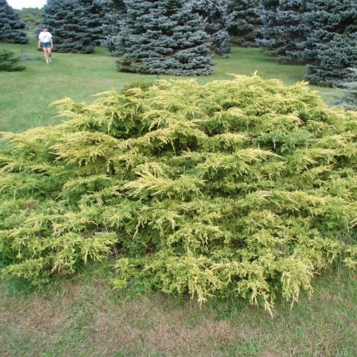 Garden Goods Direct Gold Lace Juniper Shrubs 1 Garden Goods Direct Gold Lace Juniper Shrubs