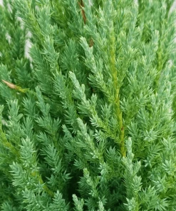 Garden Goods Direct Blue Point Juniper Spiral Topiary