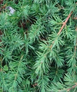 Garden Goods Direct Blue Pacific Juniper Shrubs