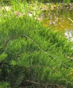 Garden Goods Direct Blue Tamarix Juniper Shrubs