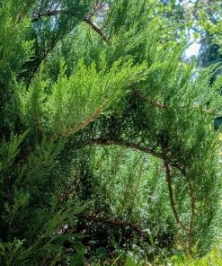 Garden Goods Direct Blue Tamarix Juniper Shrubs