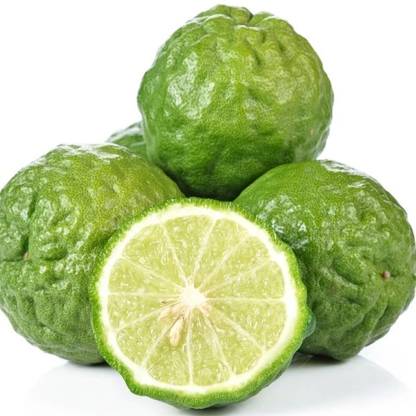 Garden Goods Direct Kieffer Lime Tree 2 Garden Goods Direct Kieffer Lime Tree