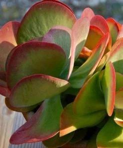 Garden Goods Direct House Plants Kalanchoe Flapjack