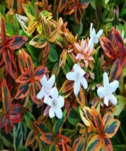 Garden Goods Direct Kaleidoscope Abelia