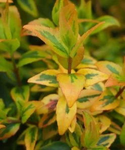 Garden Goods Direct Kaleidoscope Abelia