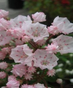 Garden Goods Direct Elf Mountain Laurel Shrubs