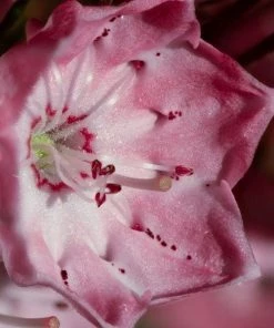 Garden Goods Direct Elf Mountain Laurel Shrubs