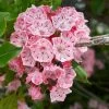 Garden Goods Direct Elf Mountain Laurel Shrubs