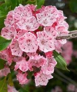 Garden Goods Direct Elf Mountain Laurel Shrubs