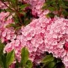 Garden Goods Direct Olympic Fire Mountain Laurel Shrubs