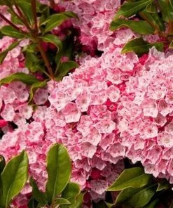 Garden Goods Direct Olympic Fire Mountain Laurel Shrubs