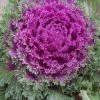 Garden Goods Direct Annuals Kamome Red Kale