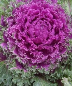 Garden Goods Direct Annuals Kamome Red Kale