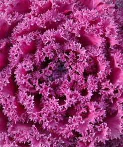 Garden Goods Direct Annuals Kamome Red Kale 6 Garden Goods Direct Annuals Kamome Red Kale