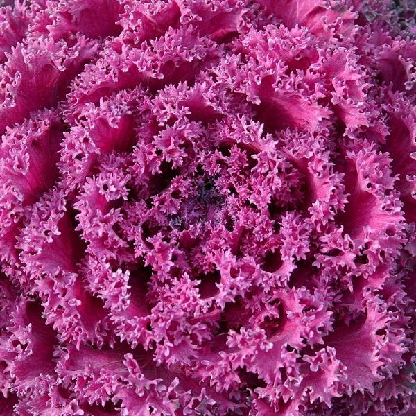 Garden Goods Direct Annuals Kamome Red Kale 3 Garden Goods Direct Annuals Kamome Red Kale