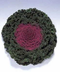 Garden Goods Direct Annuals Kamome Red Kale 7 Garden Goods Direct Annuals Kamome Red Kale