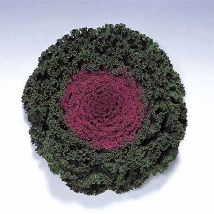 Garden Goods Direct Annuals Kamome Red Kale 4 Garden Goods Direct Annuals Kamome Red Kale