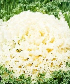 Garden Goods Direct Kale Kamome White 7 Garden Goods Direct Kale Kamome White