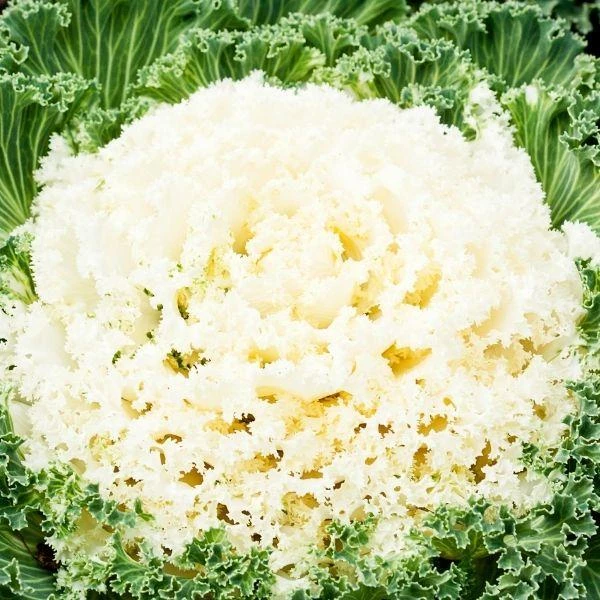 Garden Goods Direct Kale Kamome White 4 Garden Goods Direct Kale Kamome White
