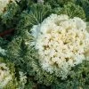 Garden Goods Direct Kale Kamome White