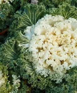 Garden Goods Direct Kale Kamome White