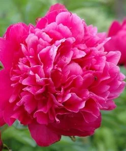 Garden Goods Direct Kansas Peony