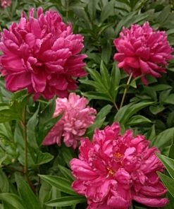 Garden Goods Direct Perennials Karl Rosenfield Peony 7 Garden Goods Direct Perennials Karl Rosenfield Peony