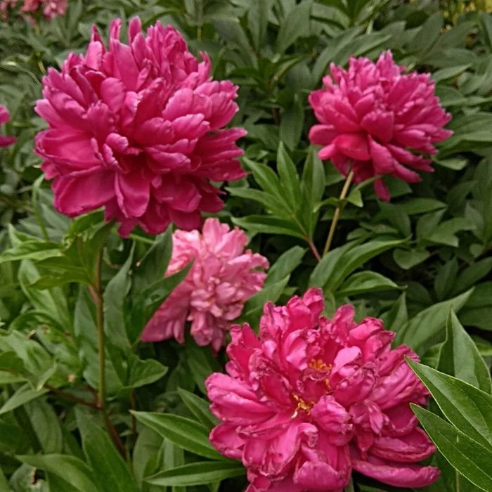 Garden Goods Direct Perennials Karl Rosenfield Peony 4 Garden Goods Direct Perennials Karl Rosenfield Peony