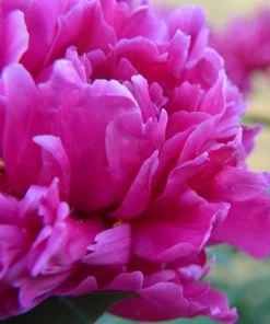 Garden Goods Direct Perennials Karl Rosenfield Peony