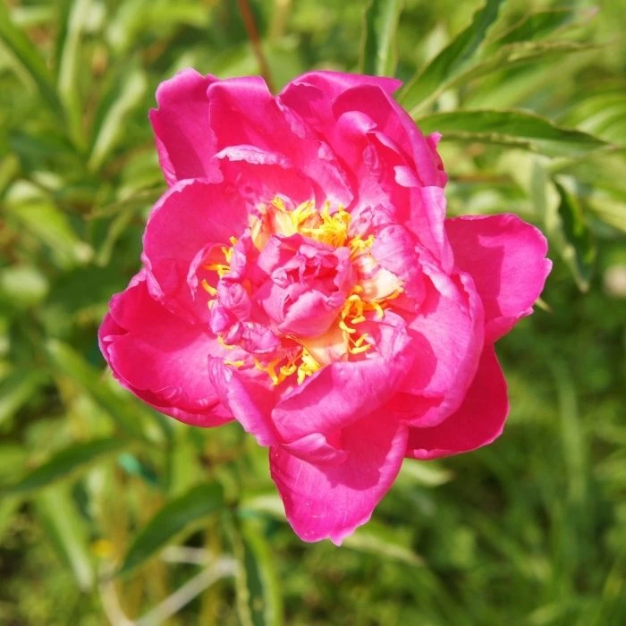 Garden Goods Direct Perennials Karl Rosenfield Peony 3 Garden Goods Direct Perennials Karl Rosenfield Peony