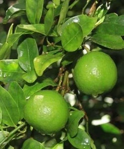 Garden Goods Direct Key Lime Tree